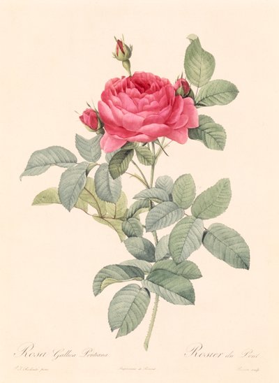 Rosa Gallica Pontiana by Pierre Joseph Redouté